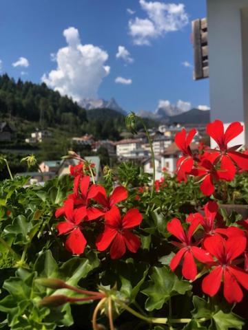 La Casa Di Monte Ricco Lejlighed Pieve di Cadore Eksteriør billede